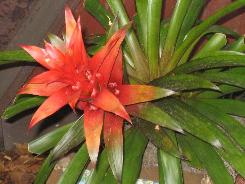 گازمانیا دنیس